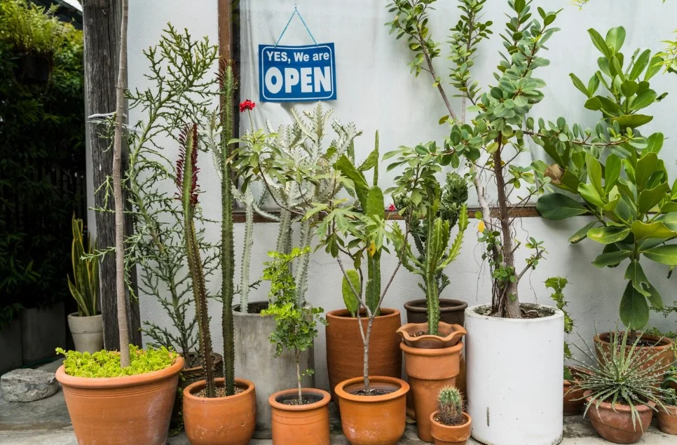 Buy Affordable Plants in Dubai