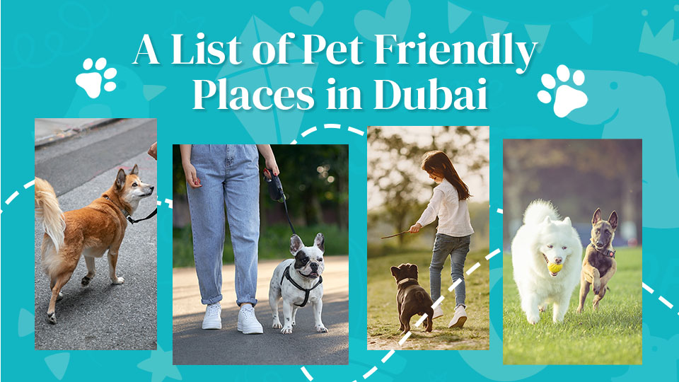 Pet Friendly Places in Dubai