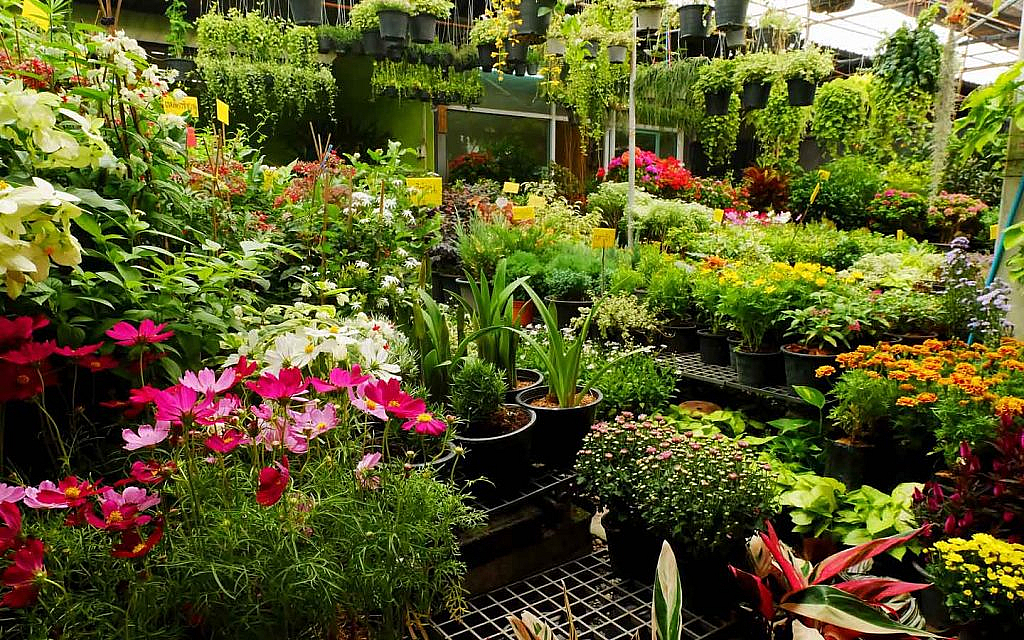 Buy Cheap Plants in Dubai